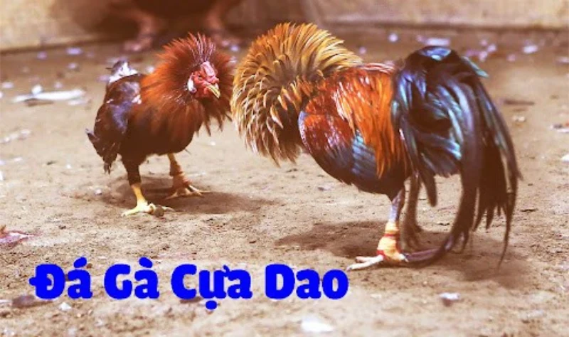 Tham gia chơi cược tại nhà cái có uy tín